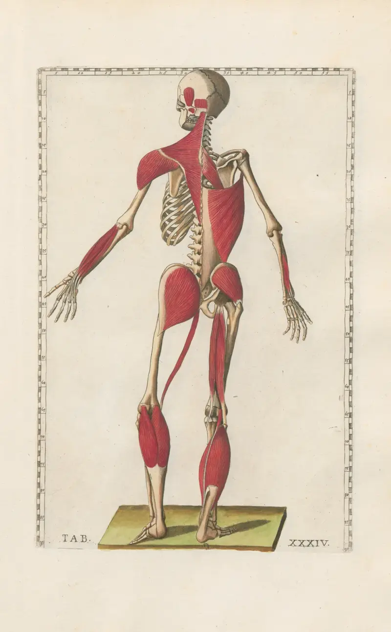 Bartholomaei Eustachii anatomici summi Romanae archetypae tabulae anatomicae novis explicationibus Pl.34 av Pier Leone Ghezzi