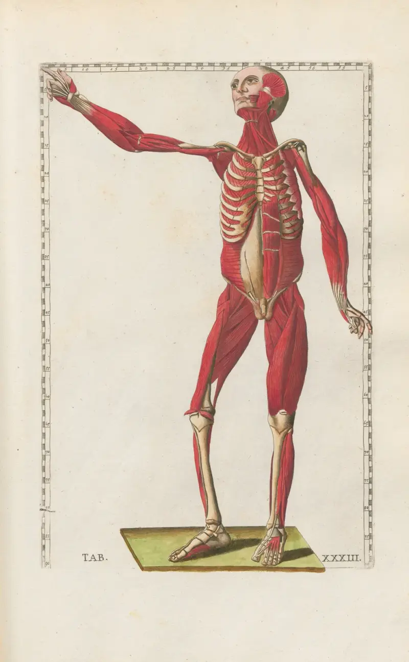 Bartholomaei Eustachii anatomici summi Romanae archetypae tabulae anatomicae novis explicationibus Pl.33 av Pier Leone Ghezzi