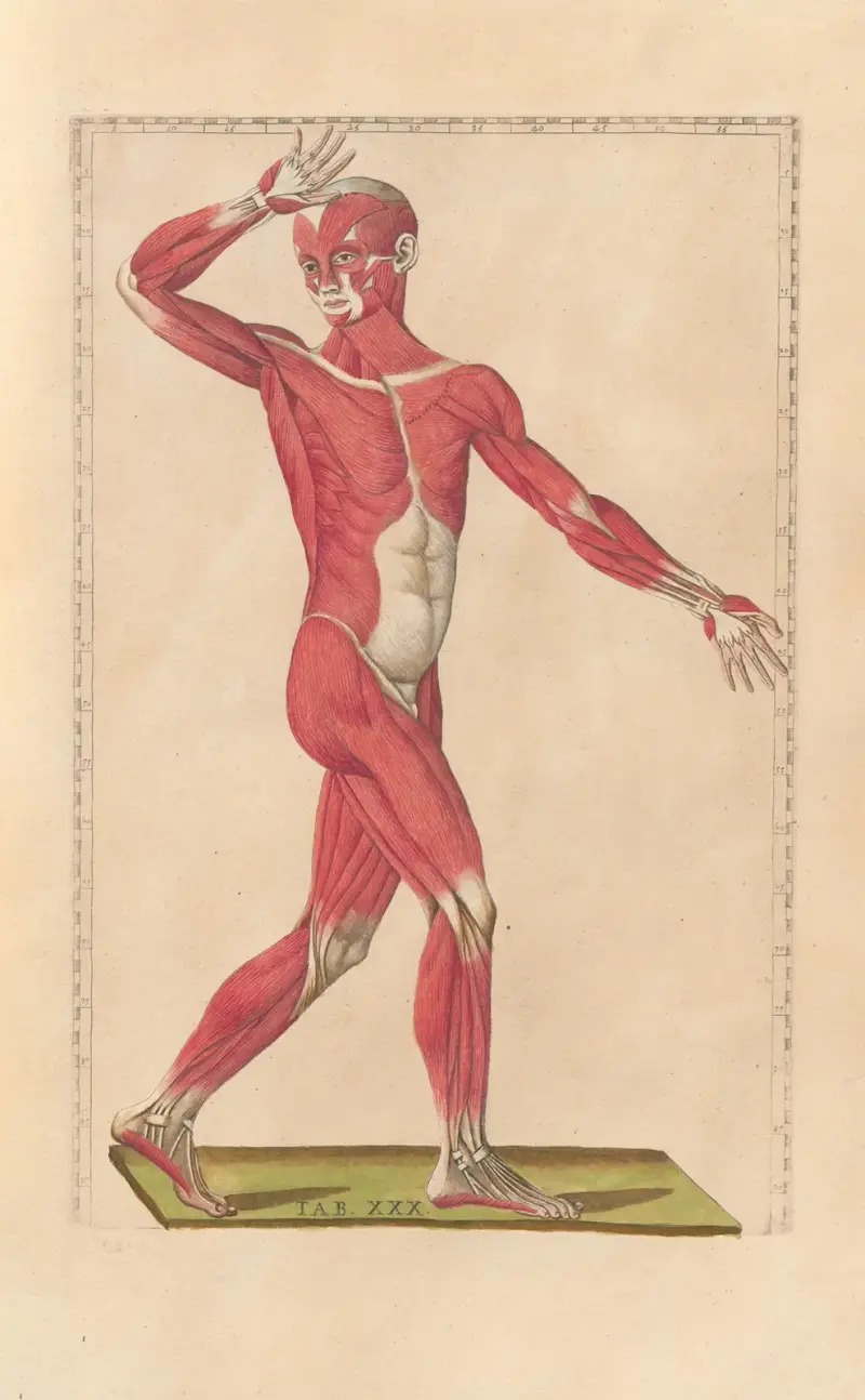 Bartholomaei Eustachii anatomici summi Romanae archetypae tabulae anatomicae novis explicationibus Pl.30 av Pier Leone Ghezzi