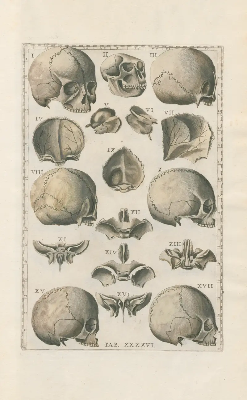 Bartholomaei Eustachii anatomici summi Romanae archetypae tabulae anatomicae novis explicationibus Pl.46 av Pier Leone Ghezzi