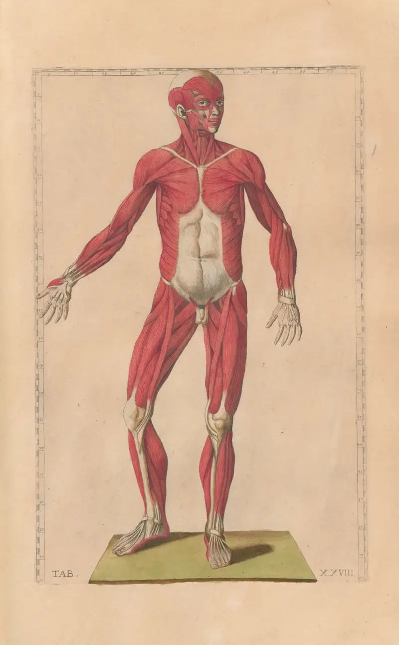 Bartholomaei Eustachii anatomici summi Romanae archetypae tabulae anatomicae novis explicationibus Pl.28 av Pier Leone Ghezzi