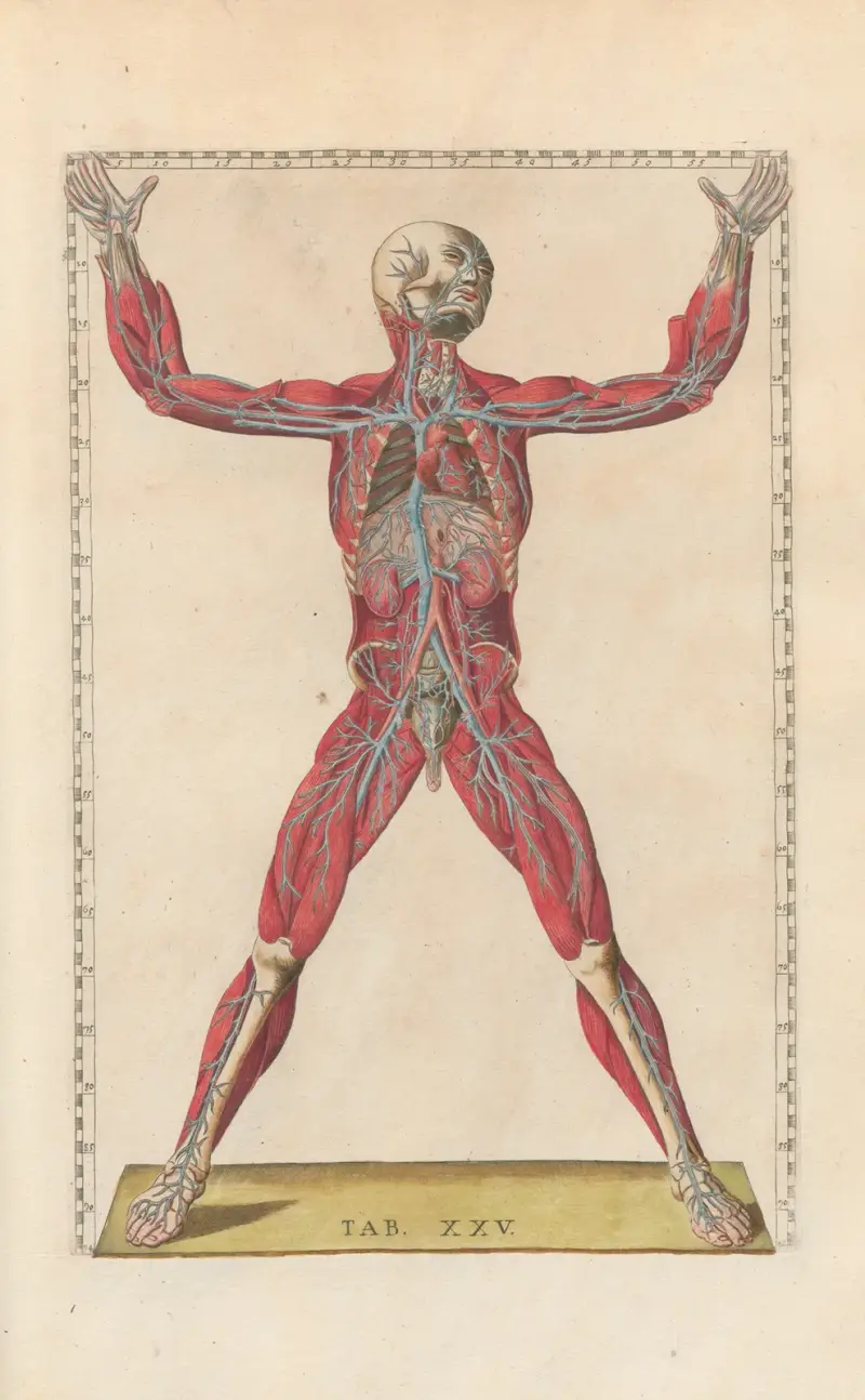 Bartholomaei Eustachii anatomici summi Romanae archetypae tabulae anatomicae novis explicationibus Pl.25 av Pier Leone Ghezzi