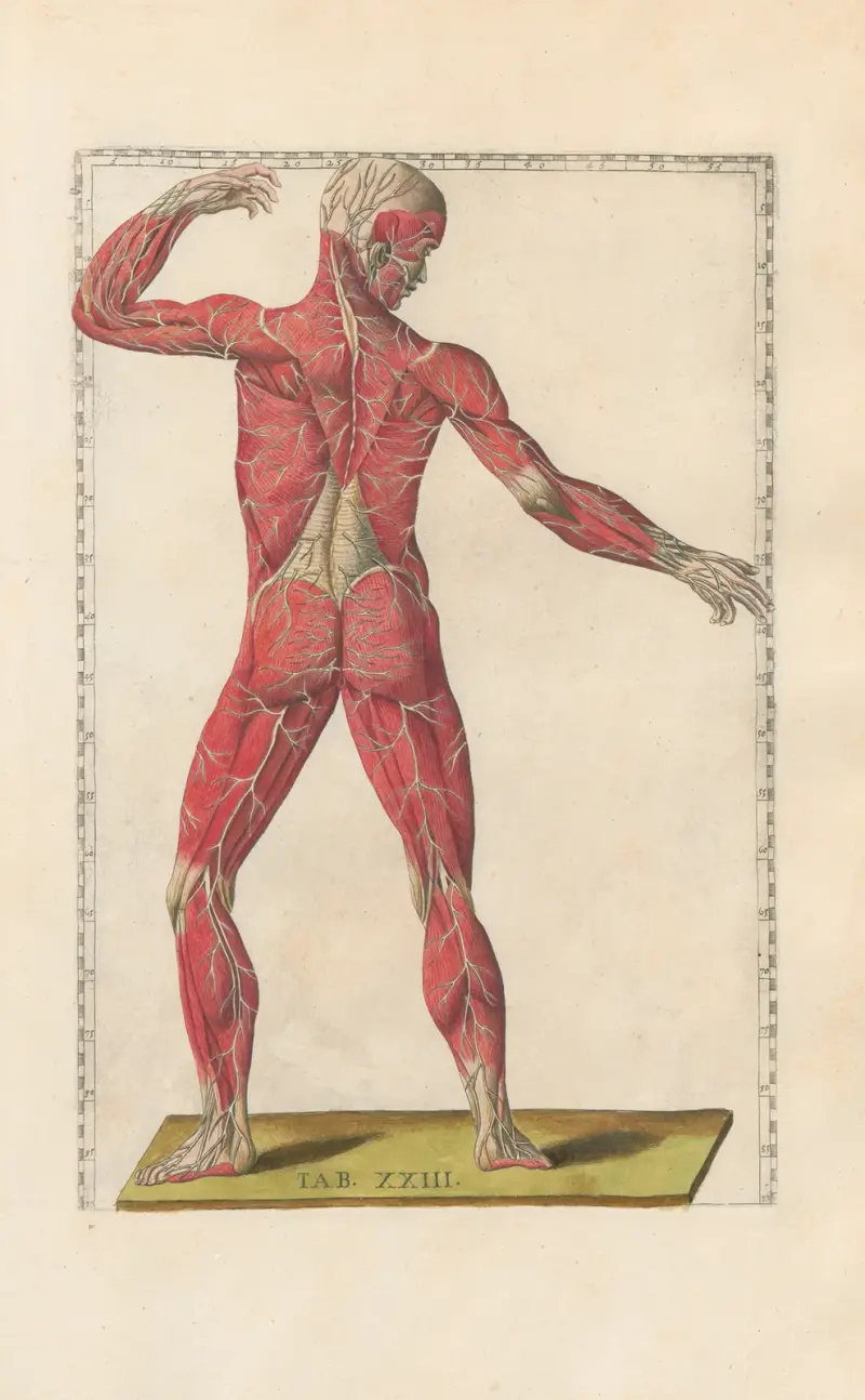 Bartholomaei Eustachii anatomici summi Romanae archetypae tabulae anatomicae novis explicationibus Pl.23 av Pier Leone Ghezzi