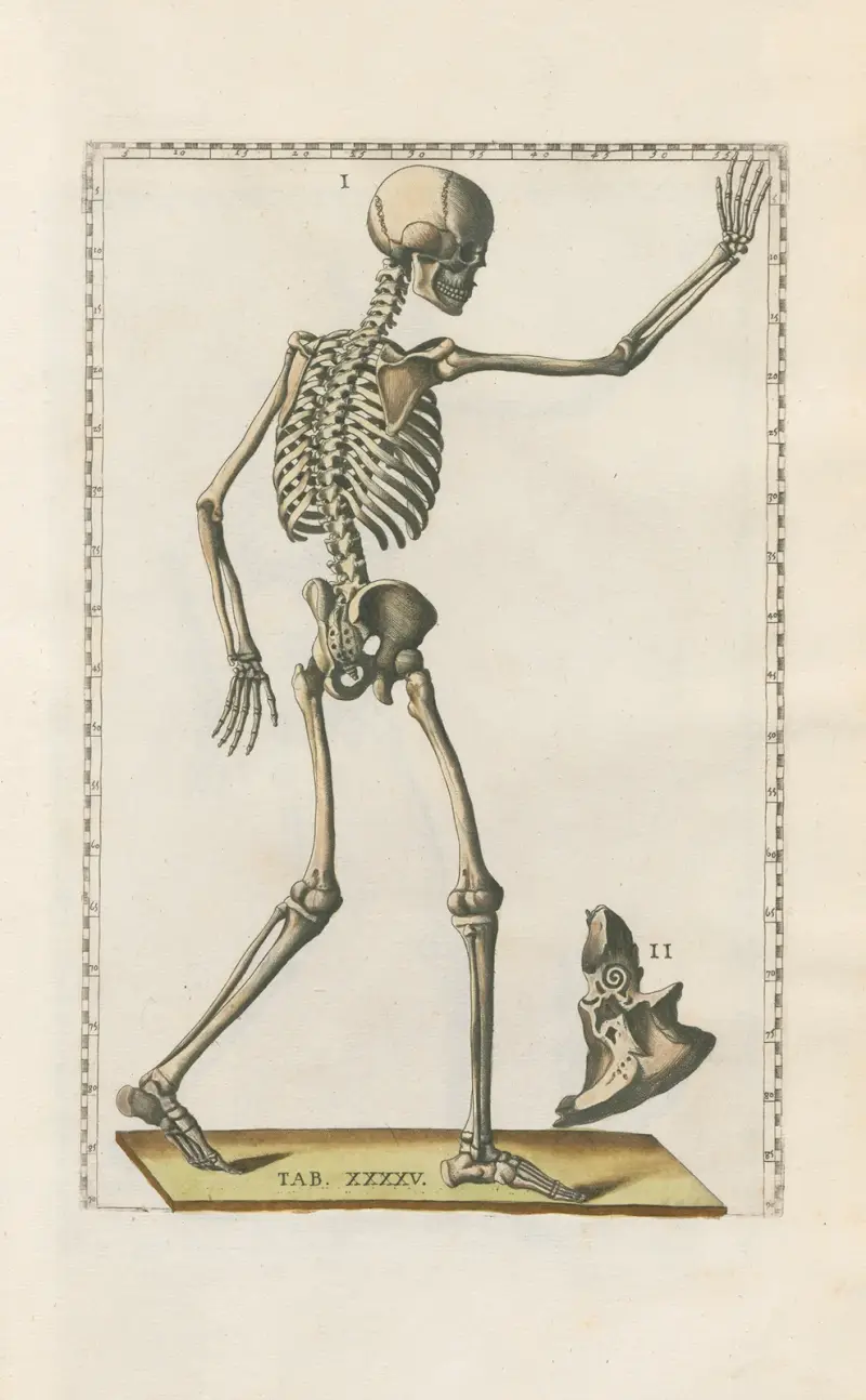 Bartholomaei Eustachii anatomici summi Romanae archetypae tabulae anatomicae novis explicationibus Pl.45 av Pier Leone Ghezzi