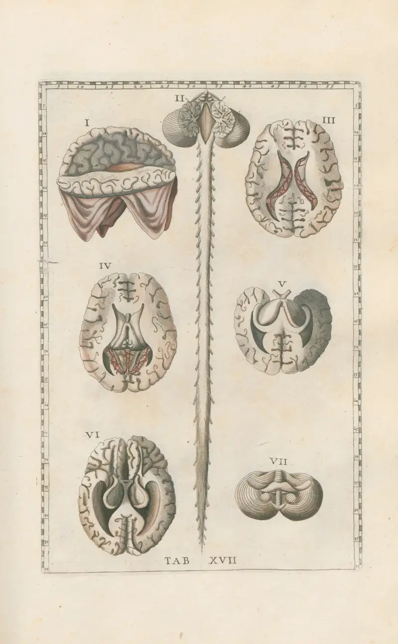 Bartholomaei Eustachii anatomici summi Romanae archetypae tabulae anatomicae novis explicationibus Pl.17 av Pier Leone Ghezzi