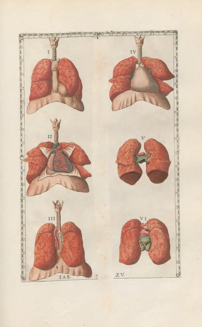 Bartholomaei Eustachii anatomici summi Romanae archetypae tabulae anatomicae novis explicationibus Pl.15 av Pier Leone Ghezzi