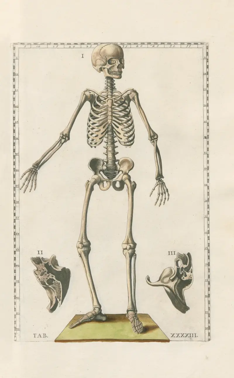 Bartholomaei Eustachii anatomici summi Romanae archetypae tabulae anatomicae novis explicationibus Pl.43 av Pier Leone Ghezzi