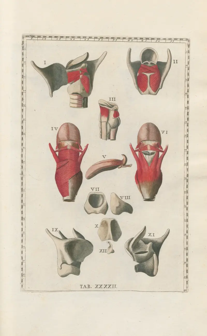 Bartholomaei Eustachii anatomici summi Romanae archetypae tabulae anatomicae novis explicationibus Pl.42 av Pier Leone Ghezzi
