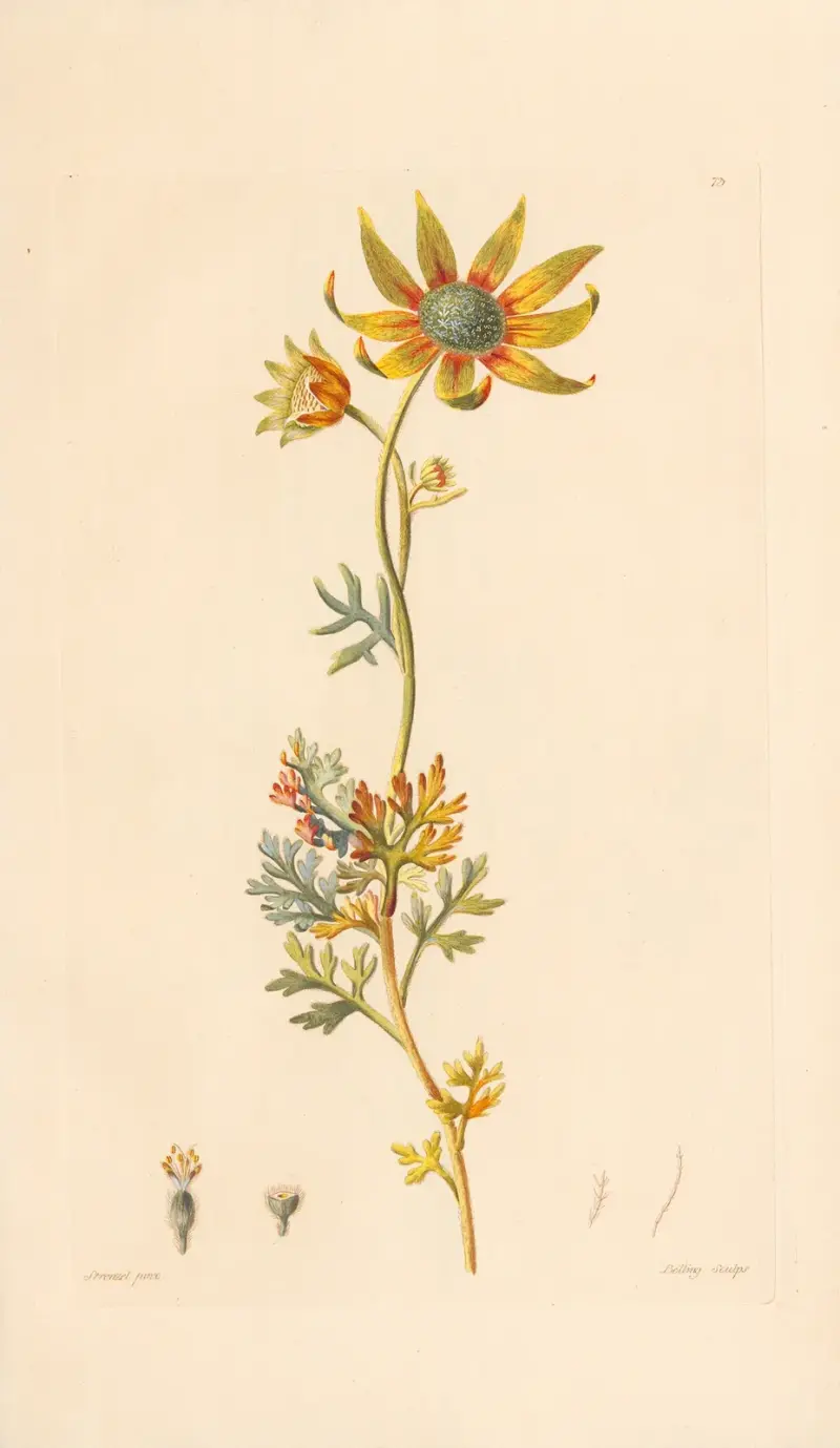 Actinotus Helianthi av Leopold Trattinnick