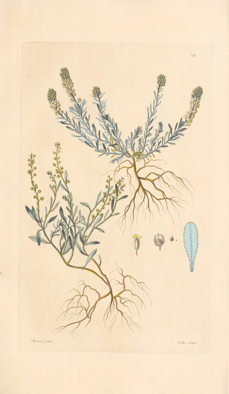 Alyssum minimum av Leopold Trattinnick