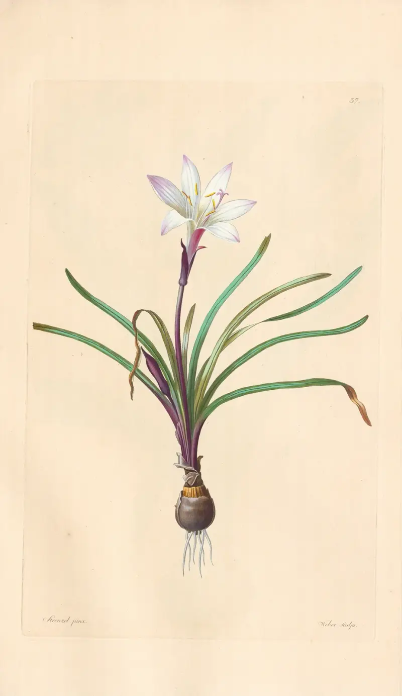 Amaryllis Atamasco av Leopold Trattinnick