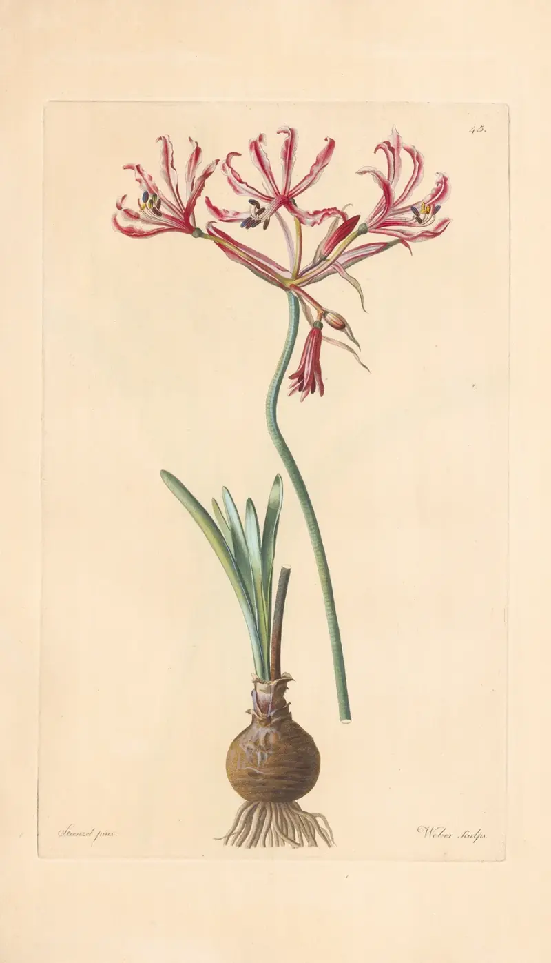 Amaryllis aucta av Leopold Trattinnick