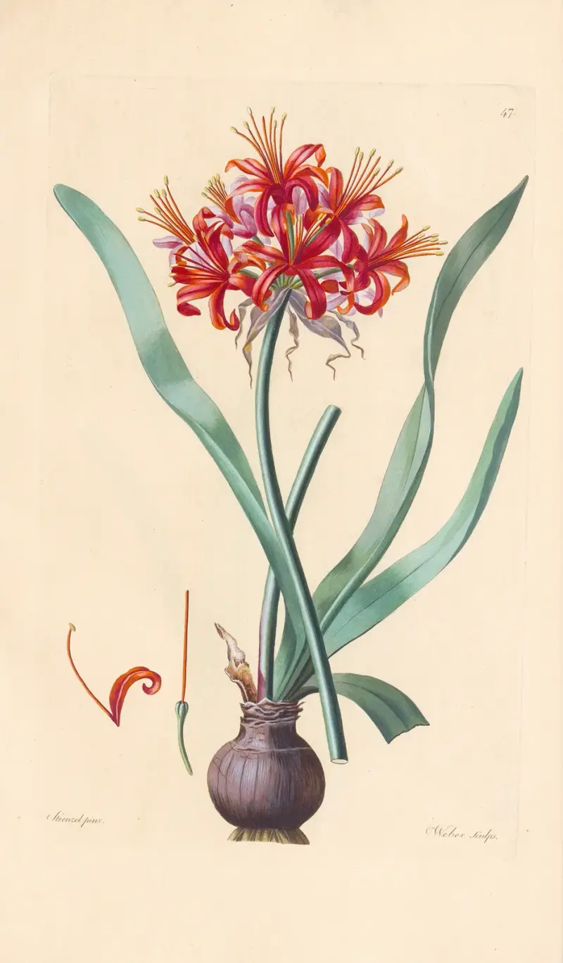 Amaryllis Fothergillii av Leopold Trattinnick