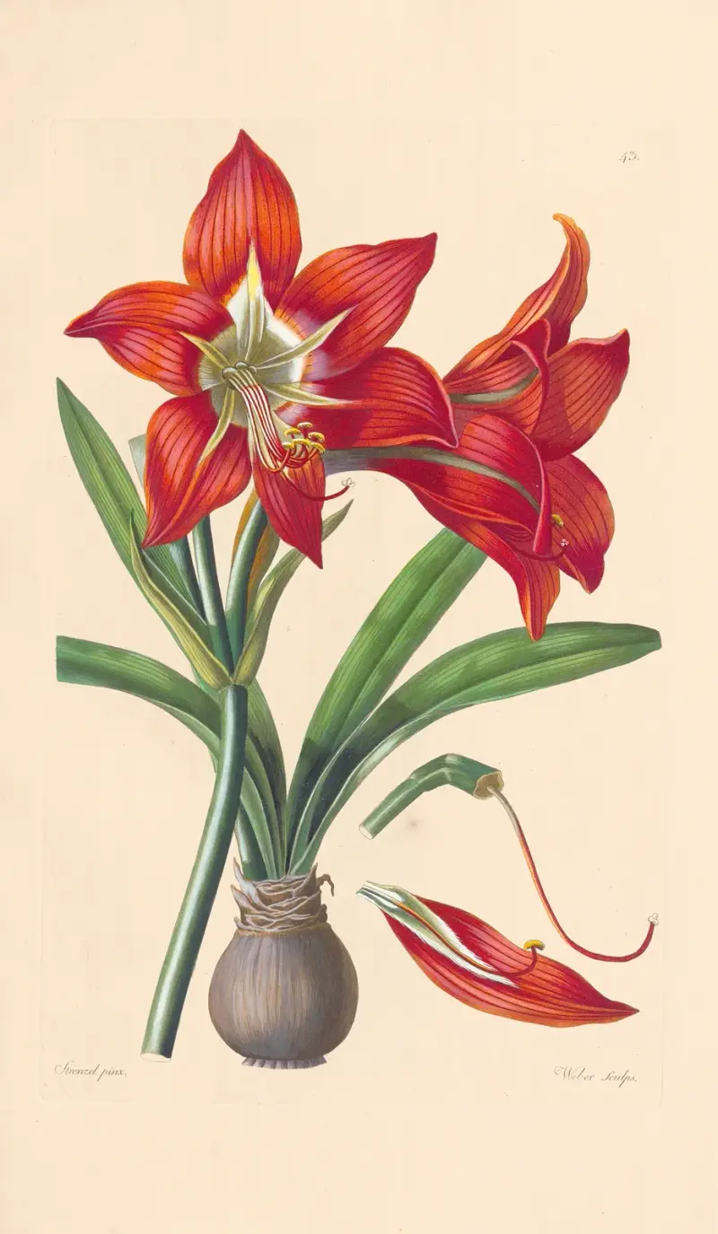 Amaryllis miniata av Leopold Trattinnick
