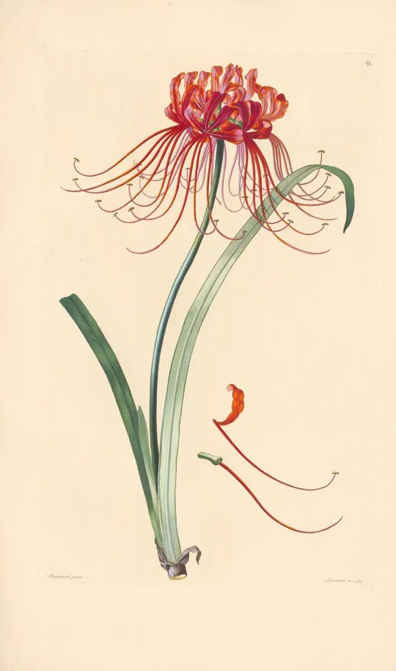 Amaryllis radiata av Leopold Trattinnick