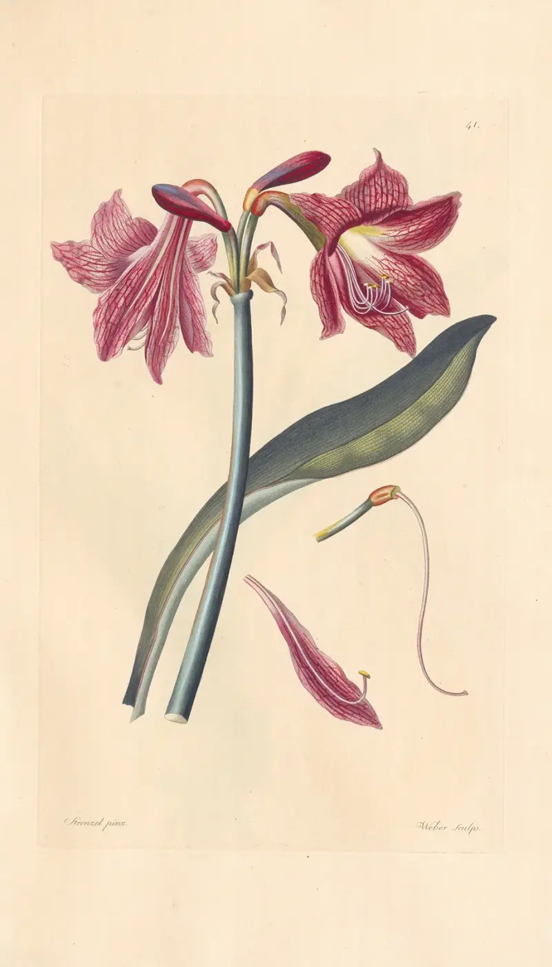Amaryllis reticulata av Leopold Trattinnick