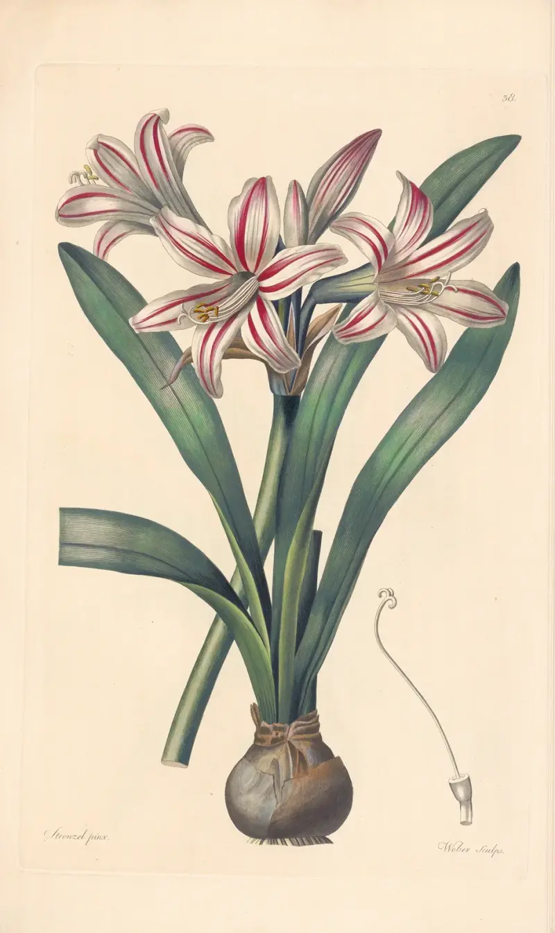 Amaryllis vittata, Leopold Trattinnick