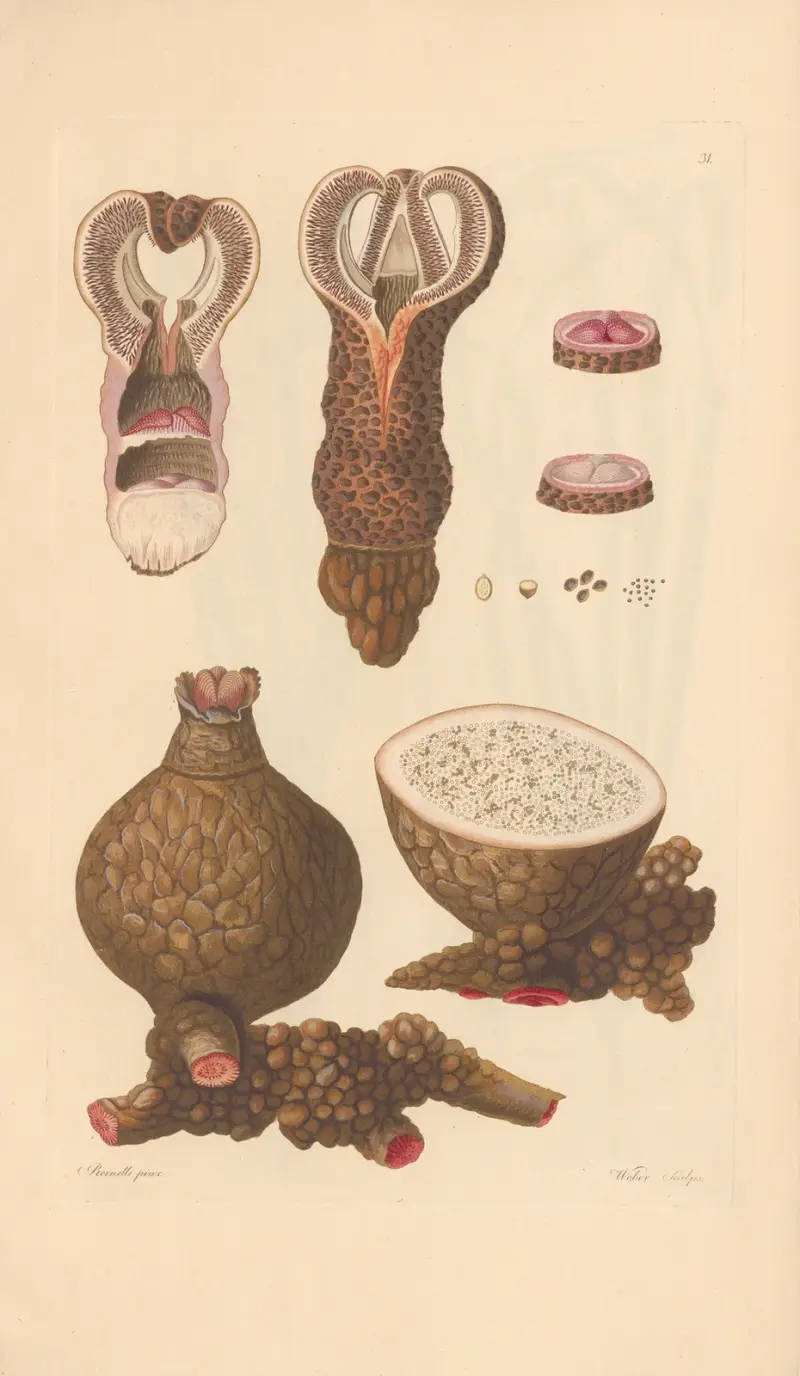 Aphyteja Hydnora av Leopold Trattinnick