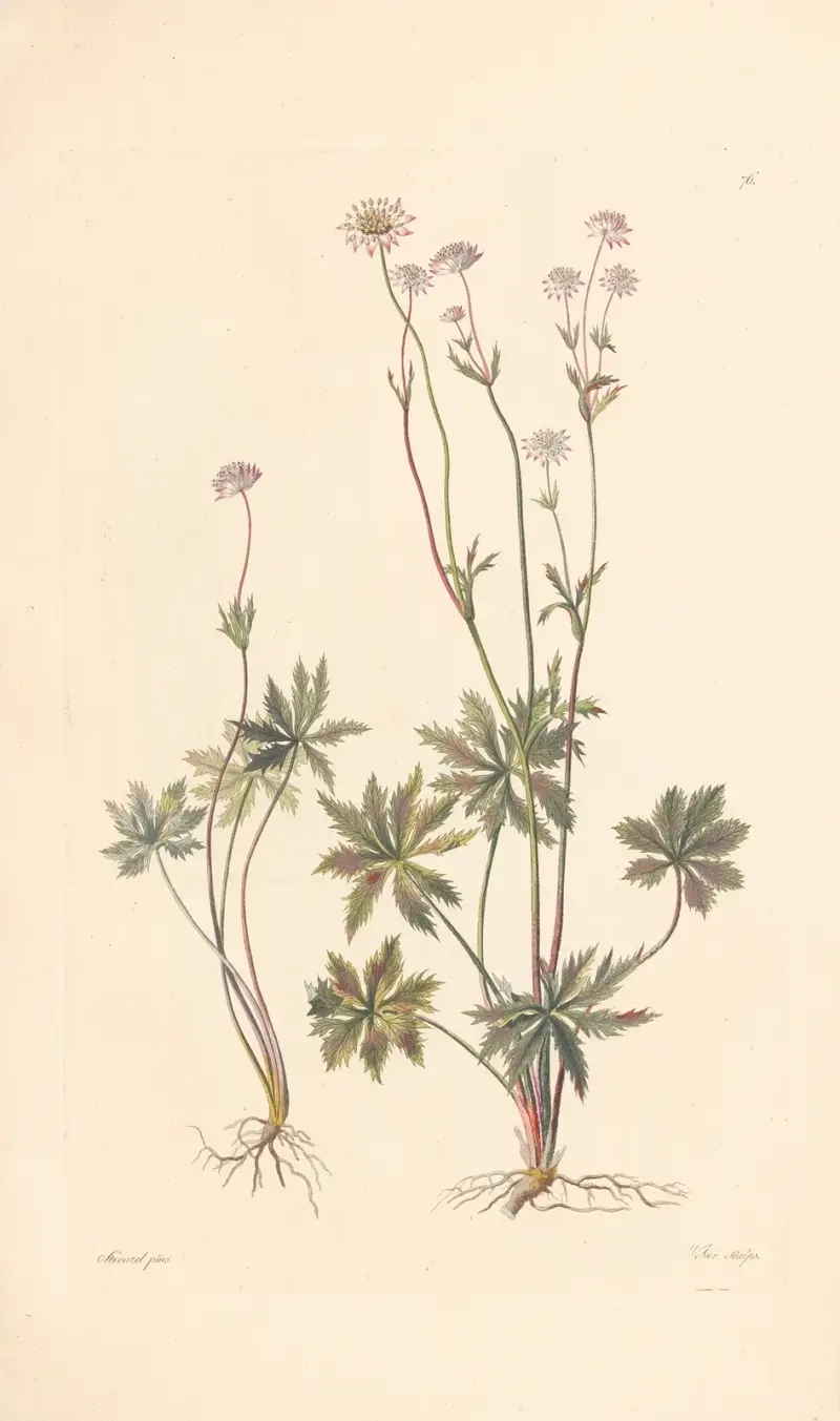 Astrantia minor av Leopold Trattinnick