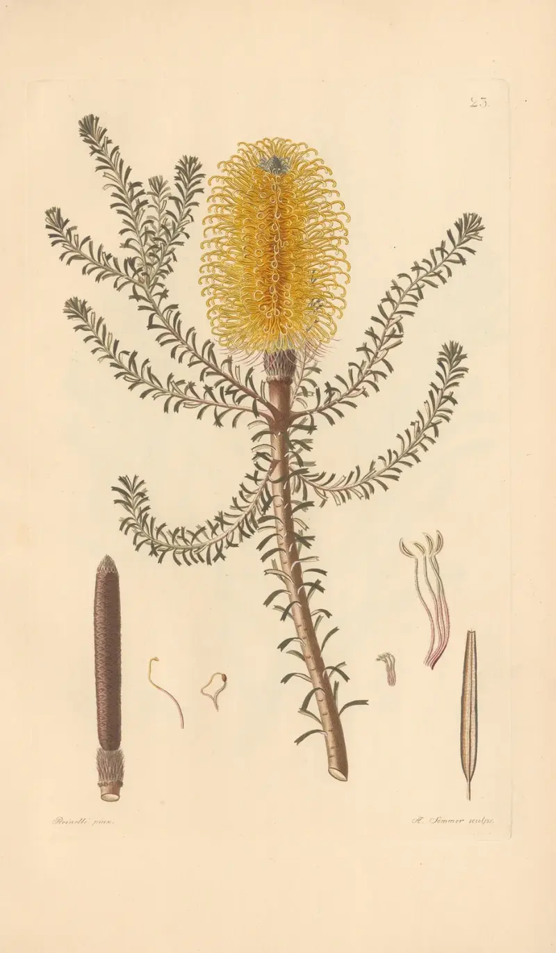 Banksia ericaefolia av Leopold Trattinnick