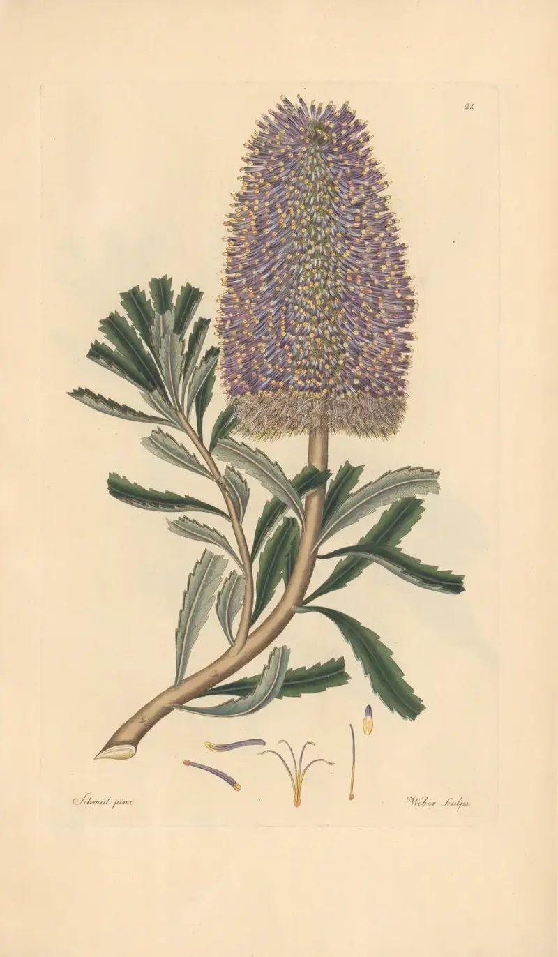 Banksia marcescens av Leopold Trattinnick