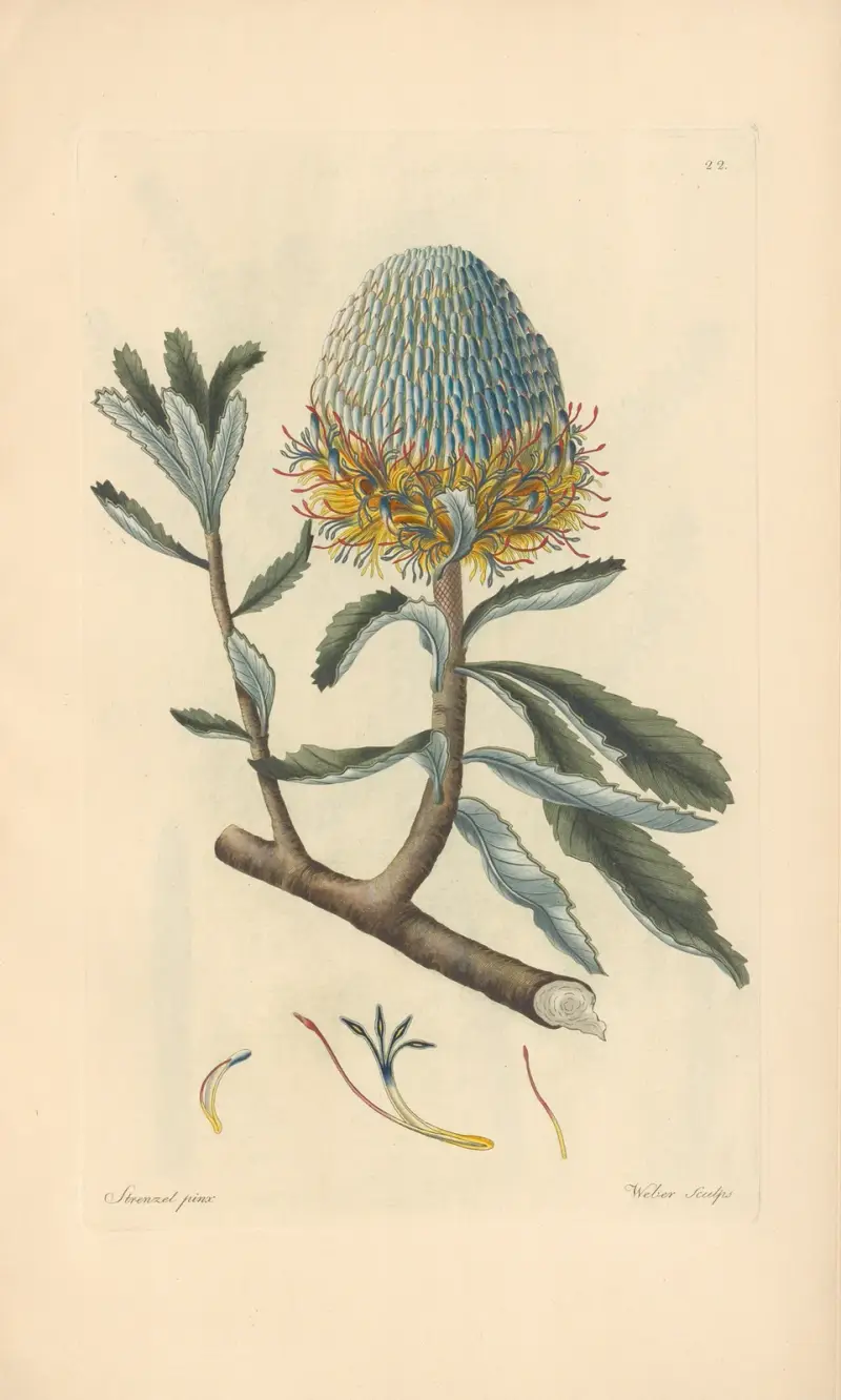 Banksia serrata av Leopold Trattinnick