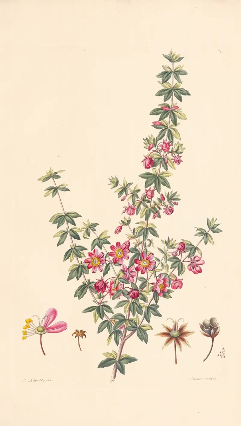 Bauera rubiacfolia av Leopold Trattinnick