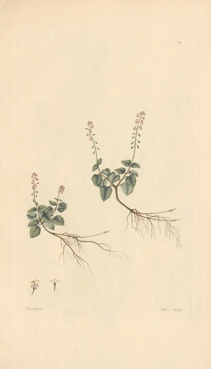 Circaea alpina av Leopold Trattinnick