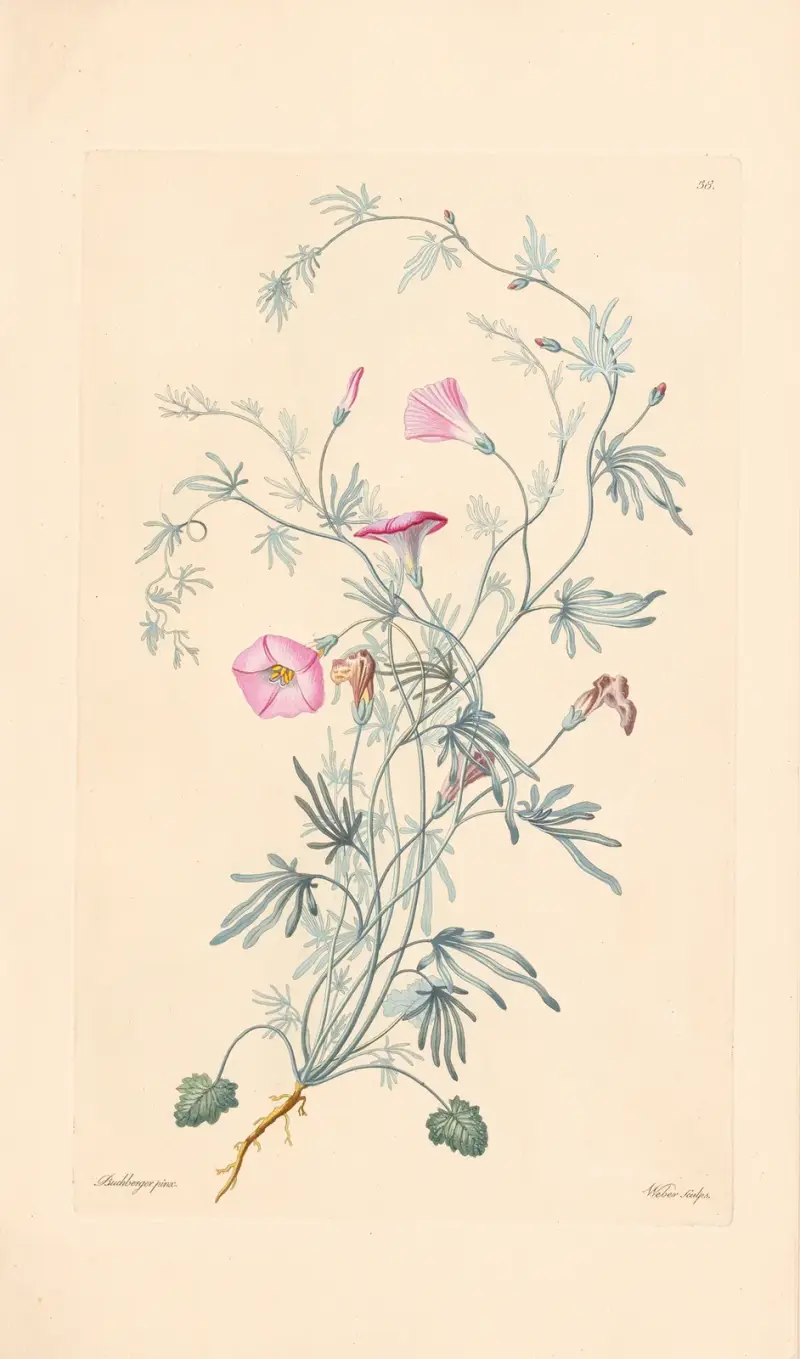 Convolvulus althaeoides von Leopold Trattinnick