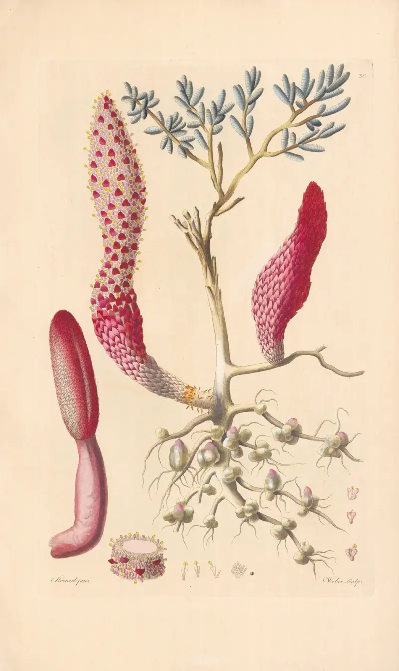 Cynomorium coccineum av Leopold Trattinnick