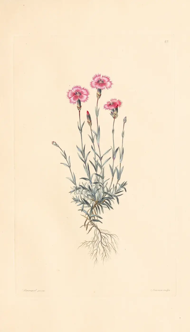 Dianthus caesius av Leopold Trattinnick