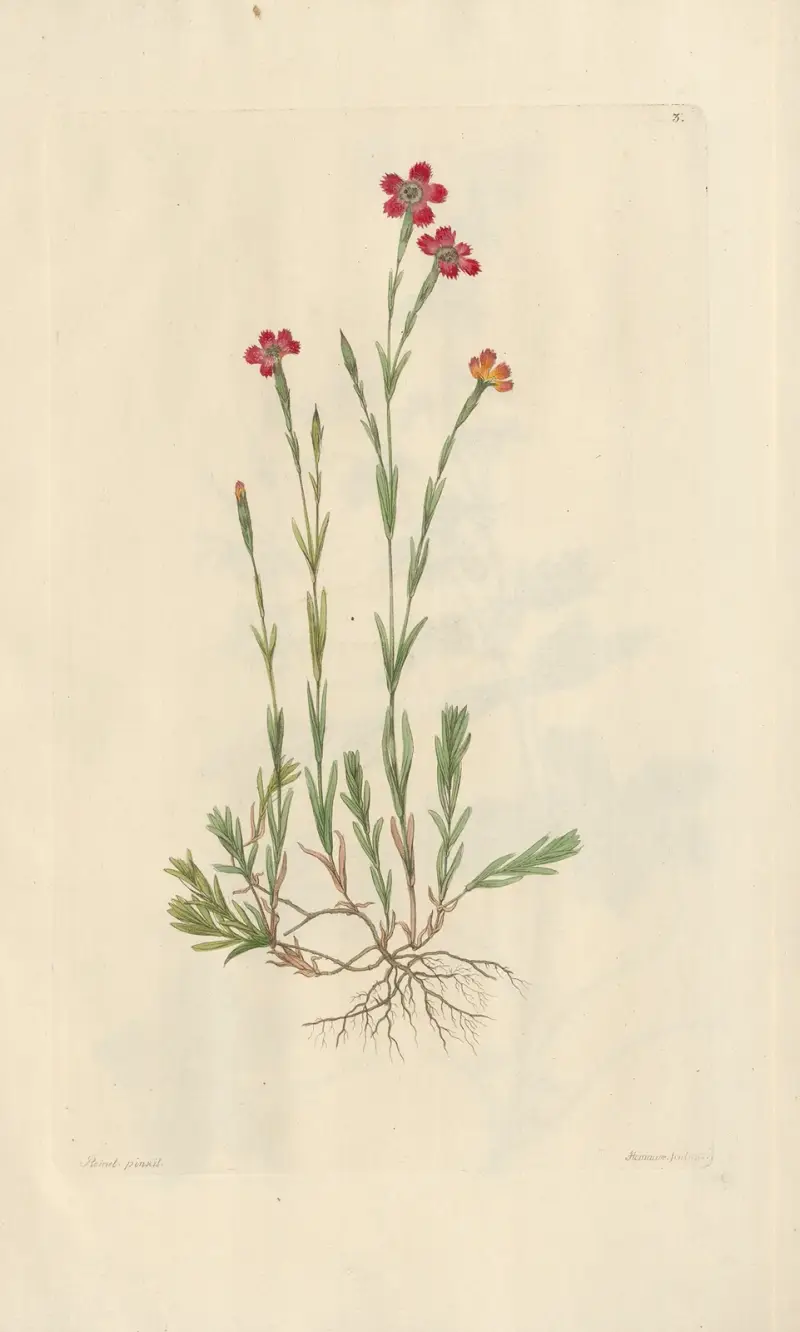 Dianthus deltoides av Leopold Trattinnick