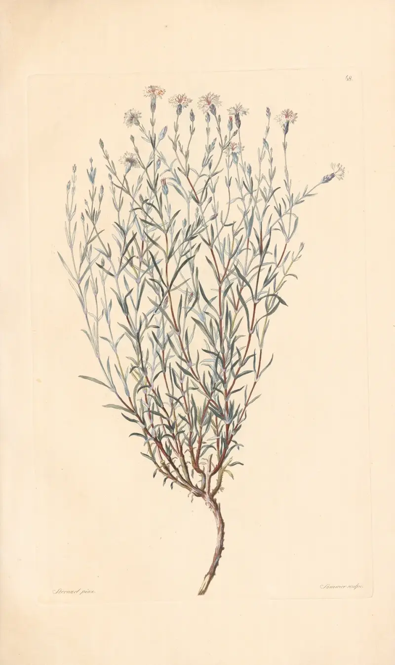Dianthus rigidus, Leopold Trattinnick