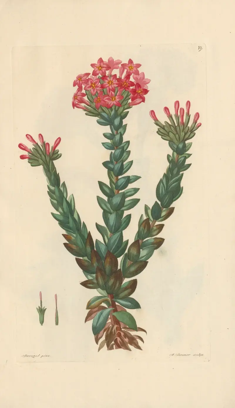 Dietrichia coccinea av Leopold Trattinnick