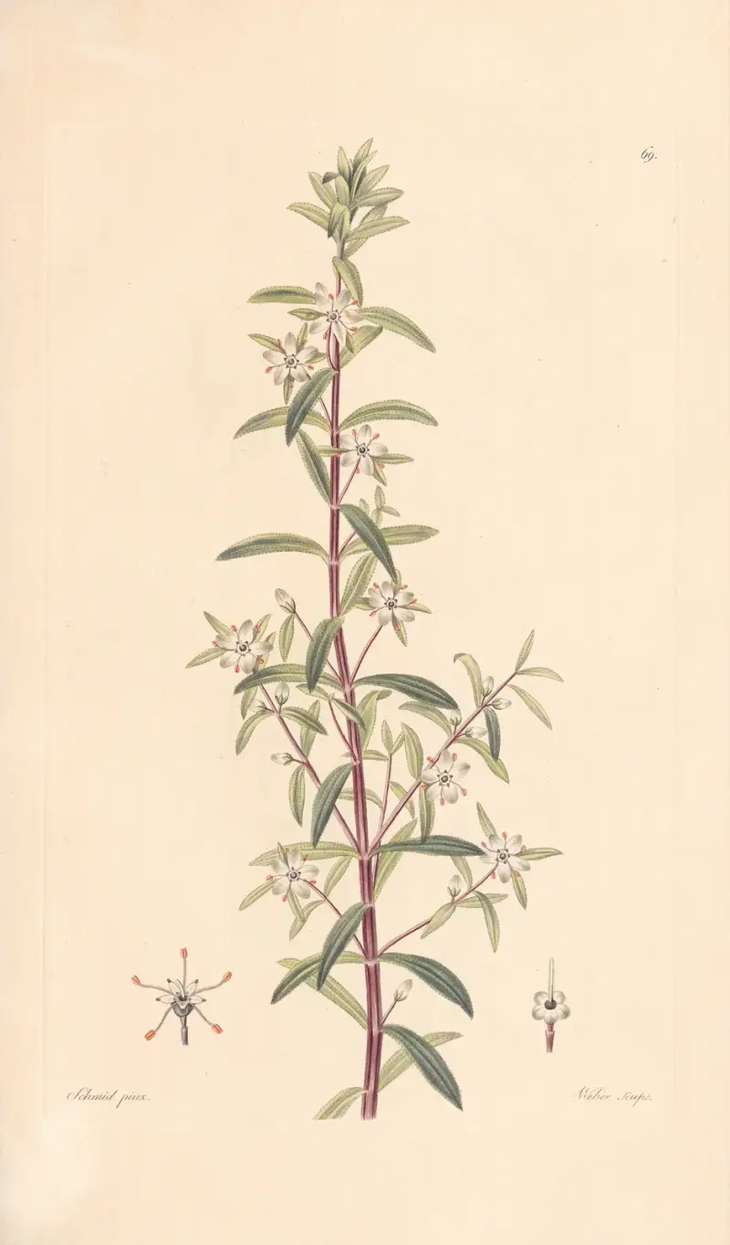 Diosma serratifolium von Leopold Trattinnick