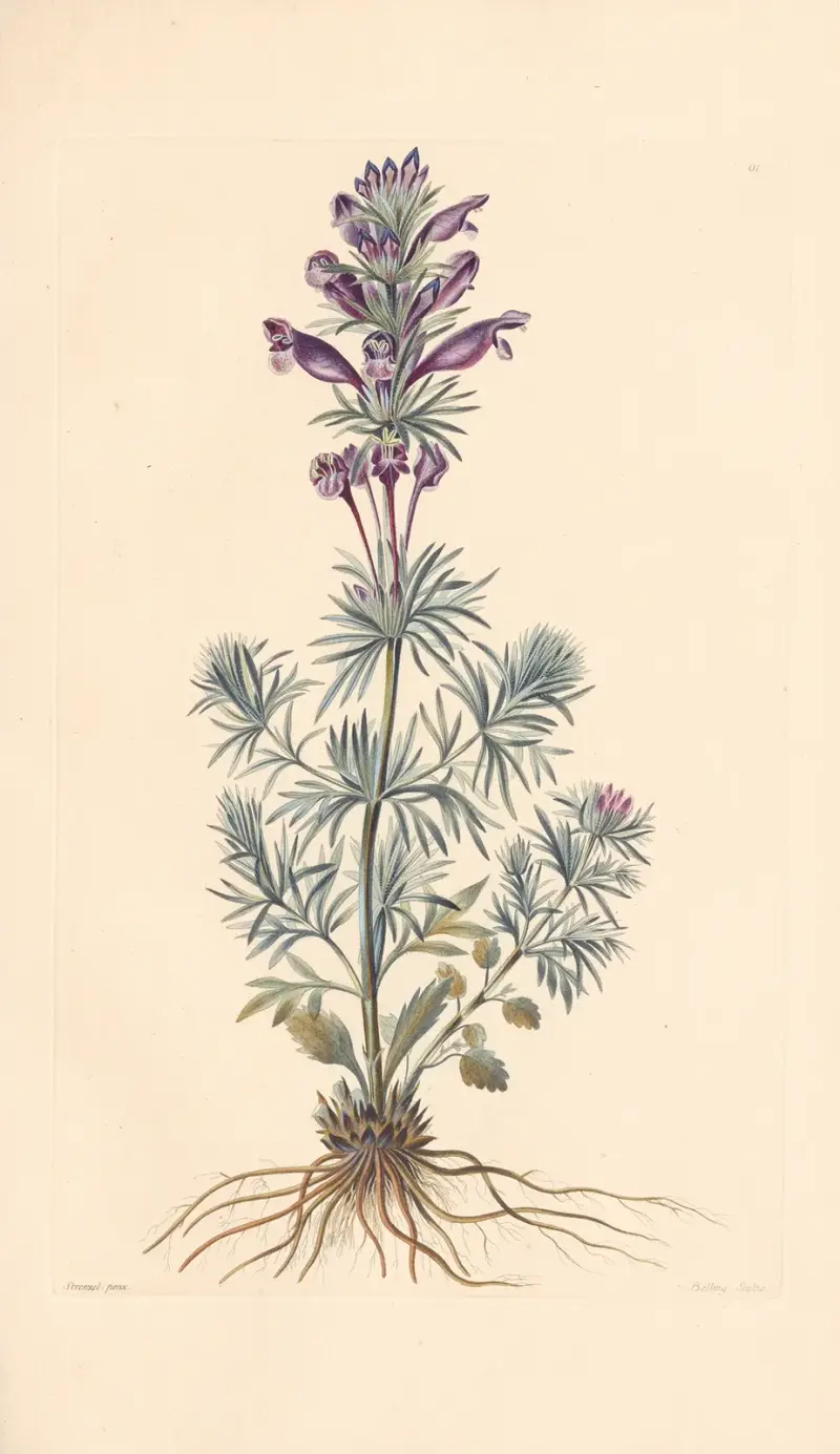 Dracocephalum austriacum av Leopold Trattinnick