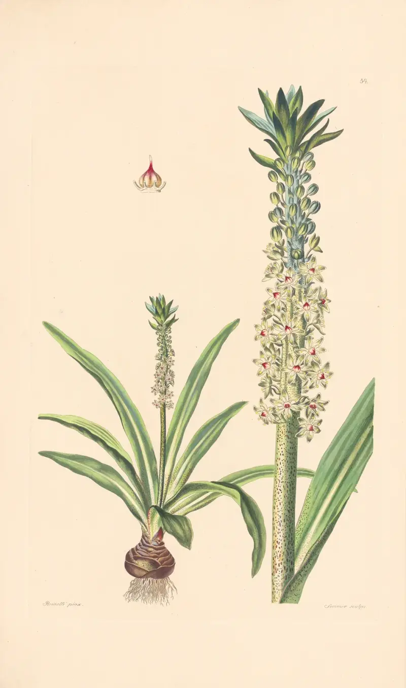 Eucomis punctata von Leopold Trattinnick