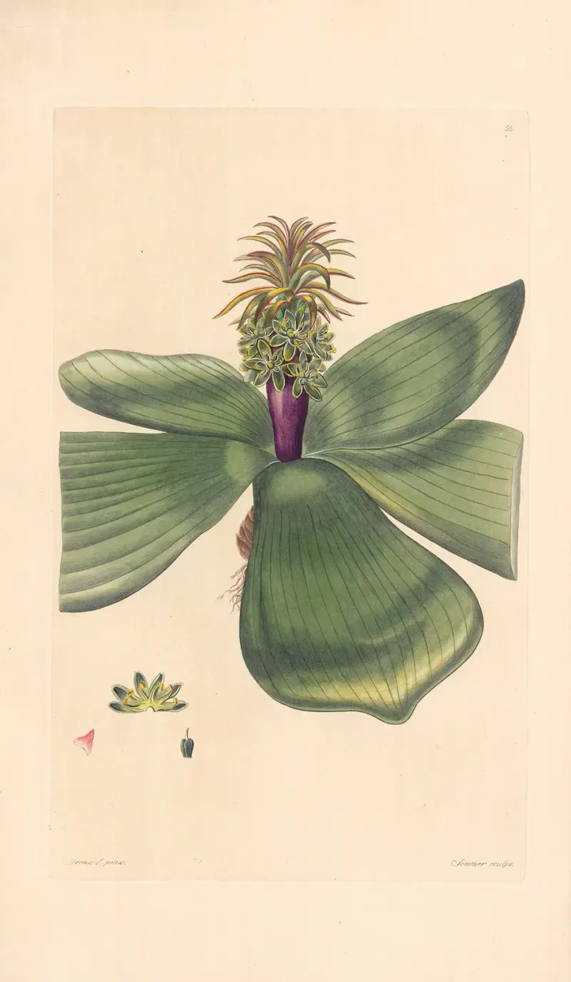 Eucomis purpureocaulis av Leopold Trattinnick