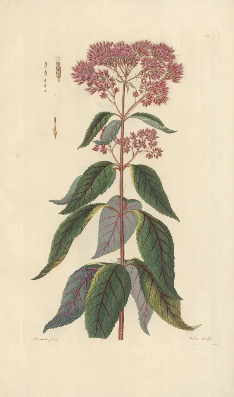 Eupatorium maculatum av Leopold Trattinnick
