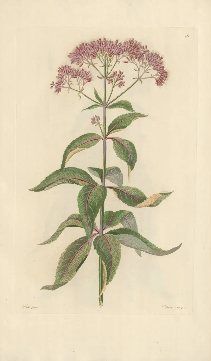 Eupatorium purpureum av Leopold Trattinnick