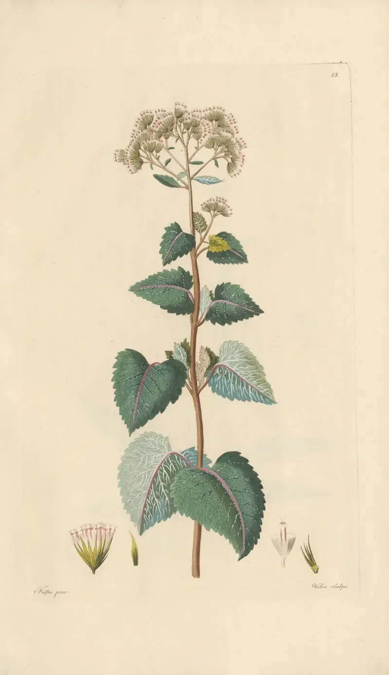 Eupatorium urticaefolium av Leopold Trattinnick
