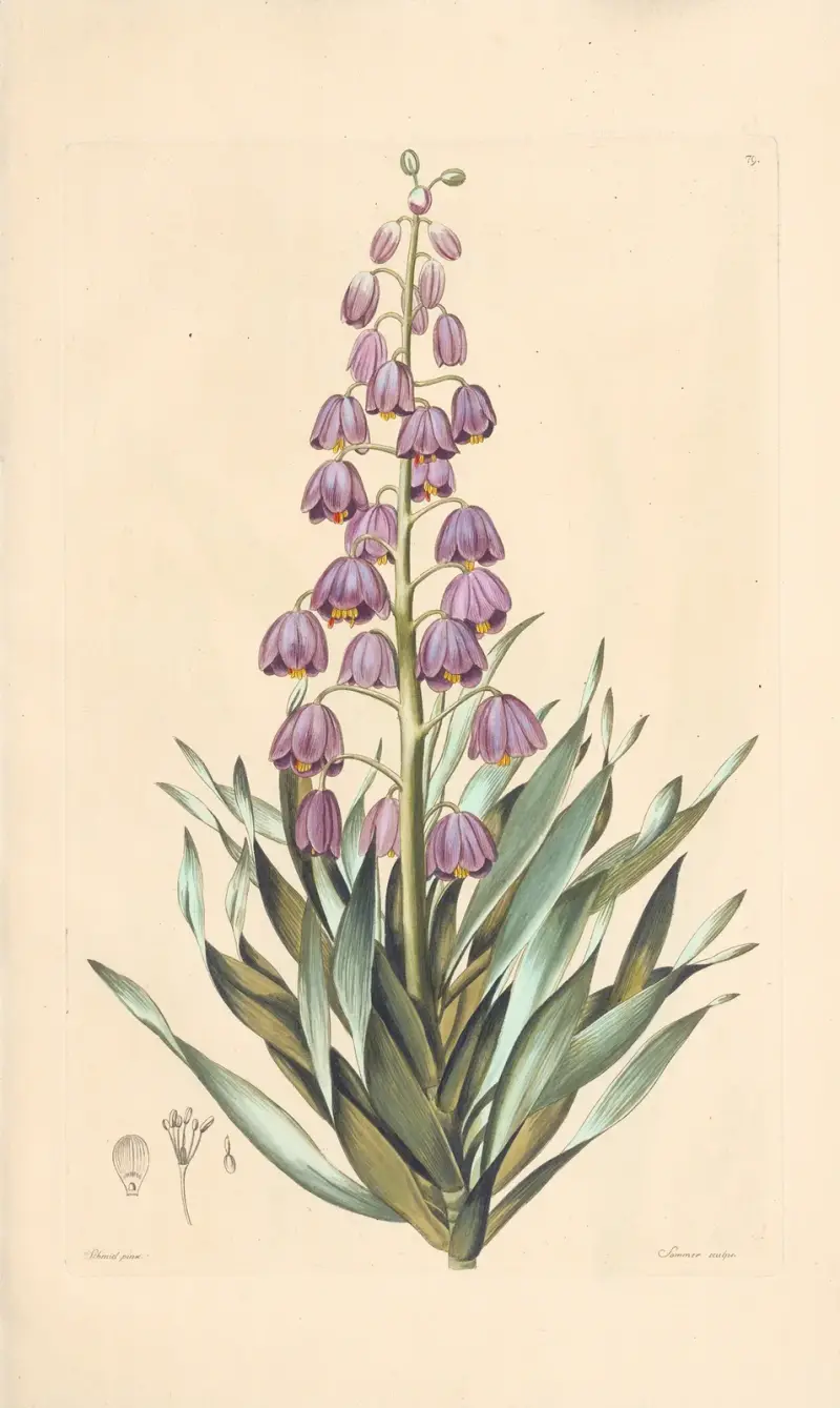 Fritillaria persica av Leopold Trattinnick