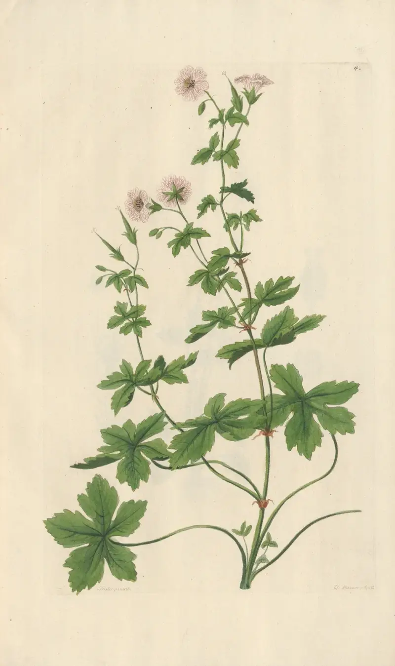 Geranium striatum av Leopold Trattinnick