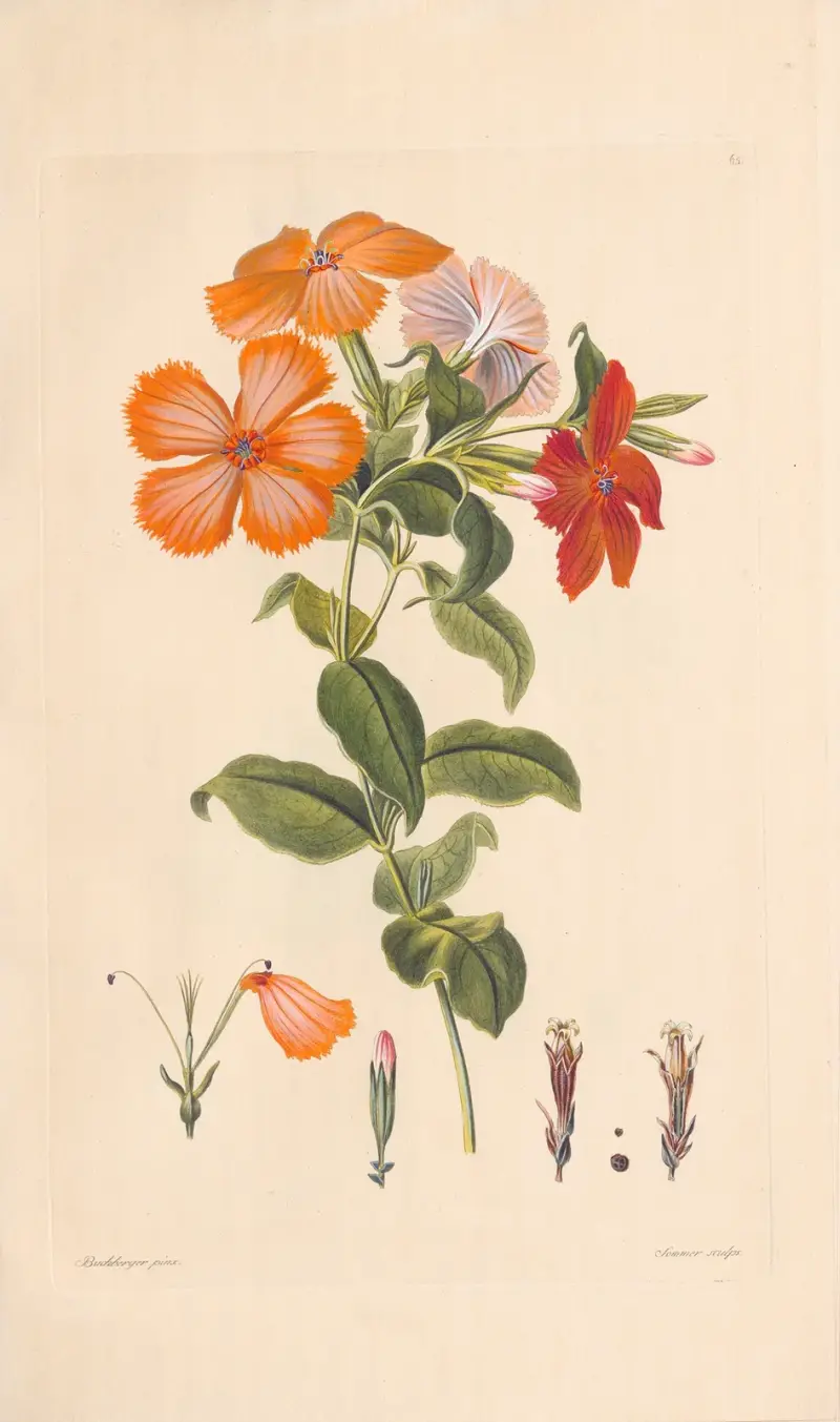 Hedona sinensis, Leopold Trattinnick