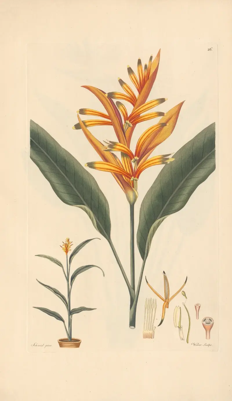 Heliconia psittacorum av Leopold Trattinnick