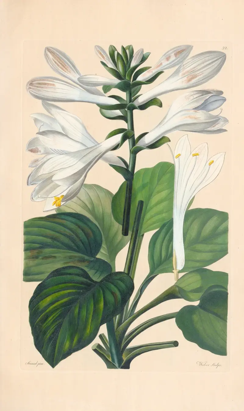 Hosta japonica av Leopold Trattinnick