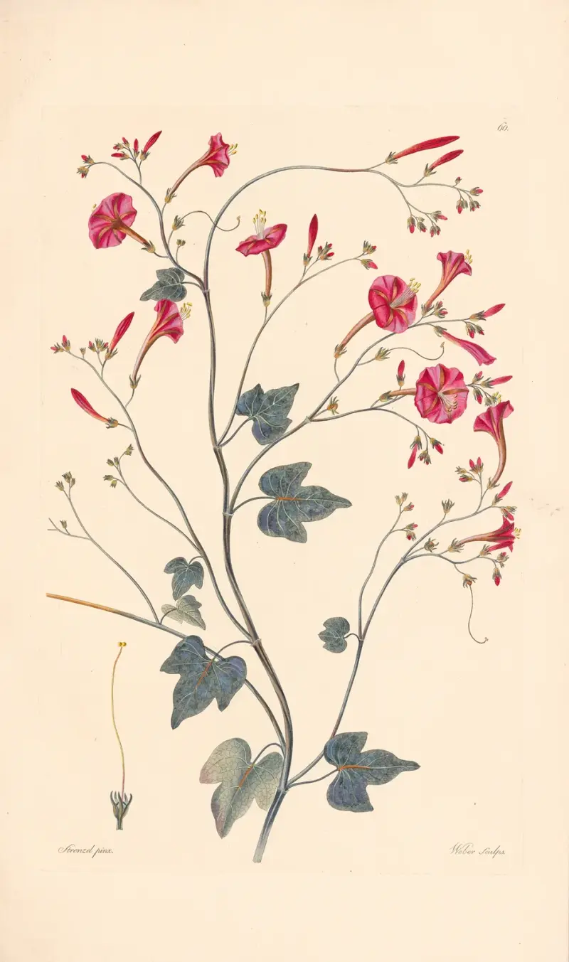 Ipomea hederaefolia, Leopold Trattinnick