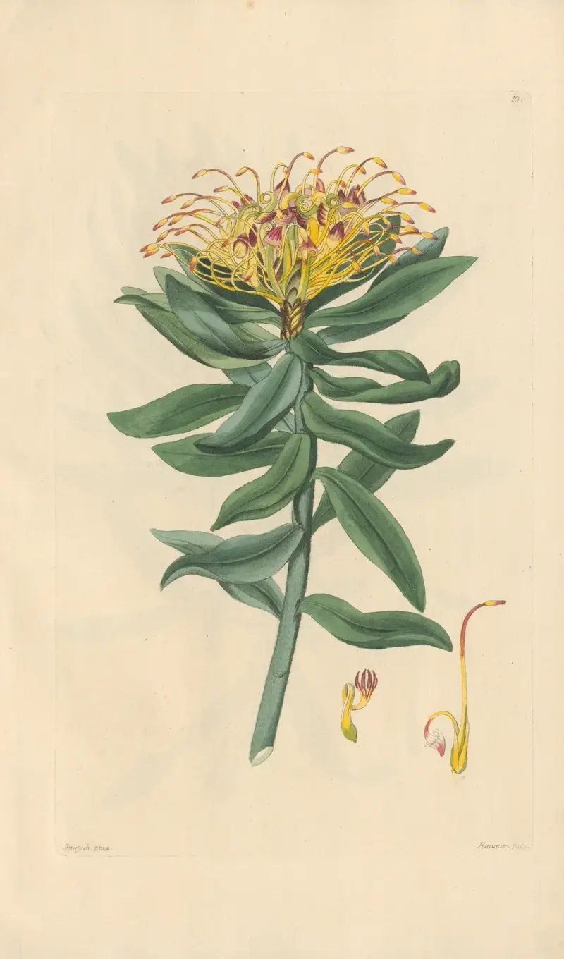 Leucospermum medium, Leopold Trattinnick