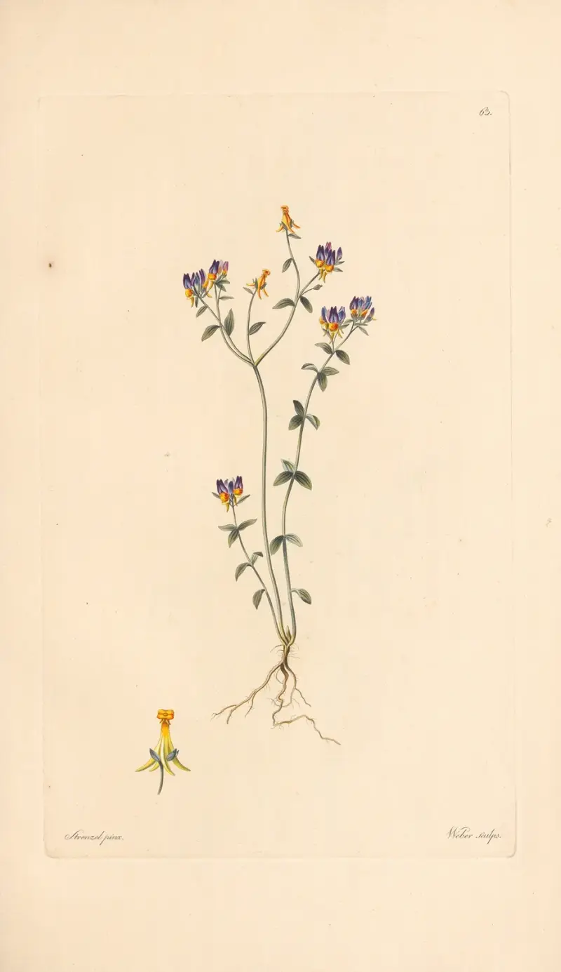 Linaria triphylla av Leopold Trattinnick