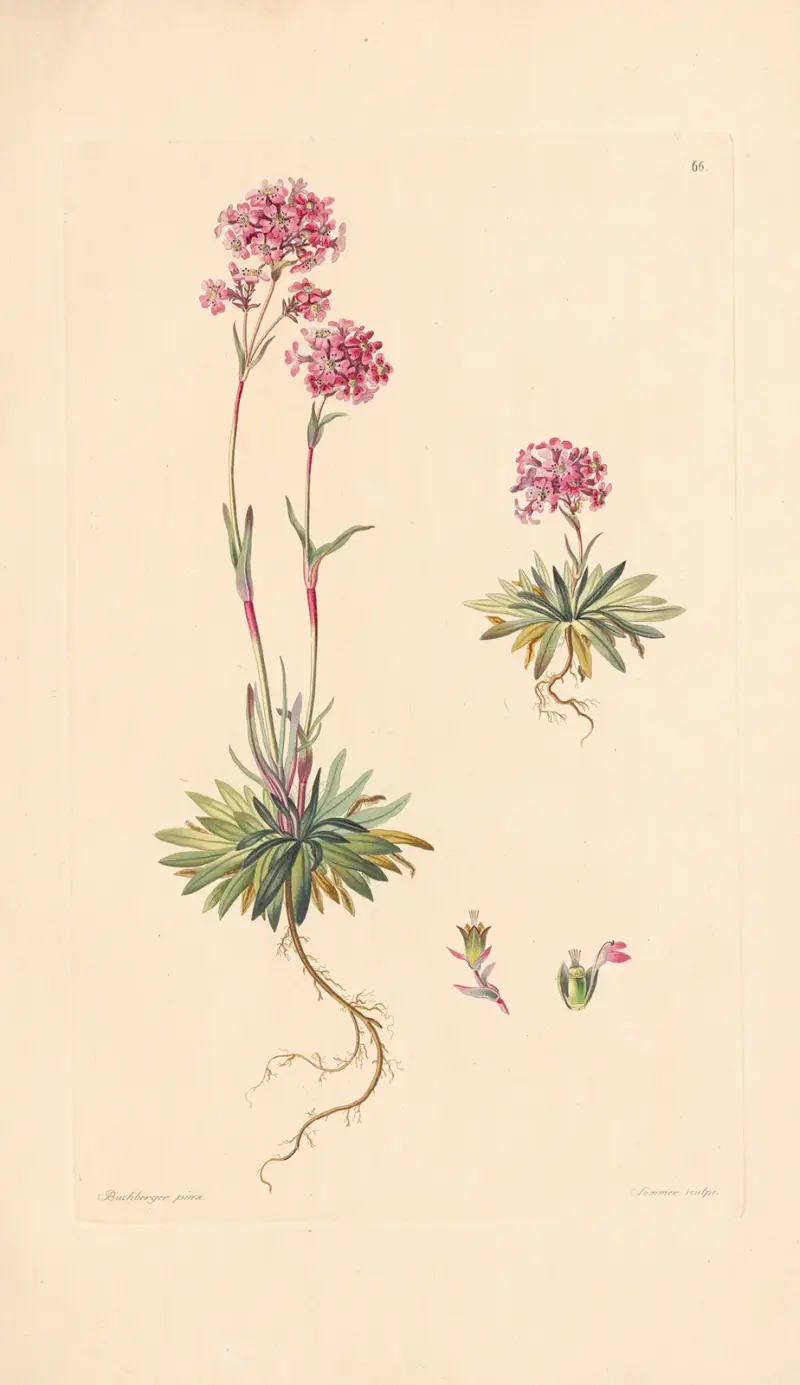 Lychnis alpina av Leopold Trattinnick